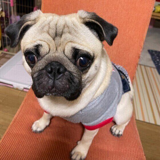 パグのまるちゃん