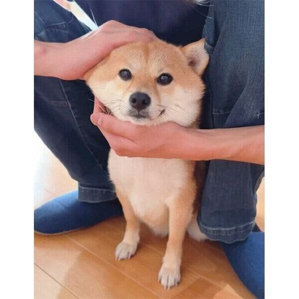 お兄ちゃんになでてもらう春ちゃん