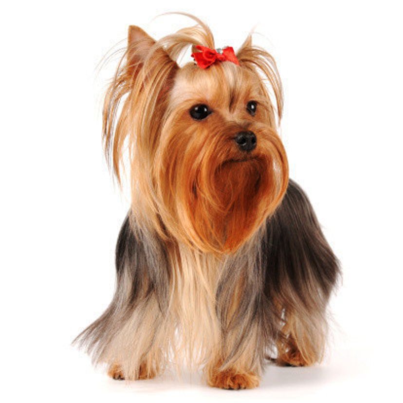 獣医師監修 犬の妊娠の兆候や期間 犬種別の違いや注意点も いぬのきもちweb Magazine 獣医師監修 犬の妊娠の兆候や期間 犬種別の違いや注意点も いぬのきもちweb Magazine