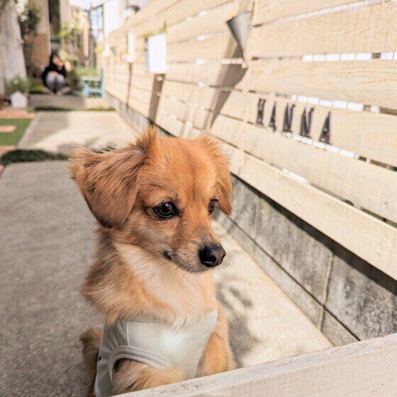 小型犬のはんなちゃん