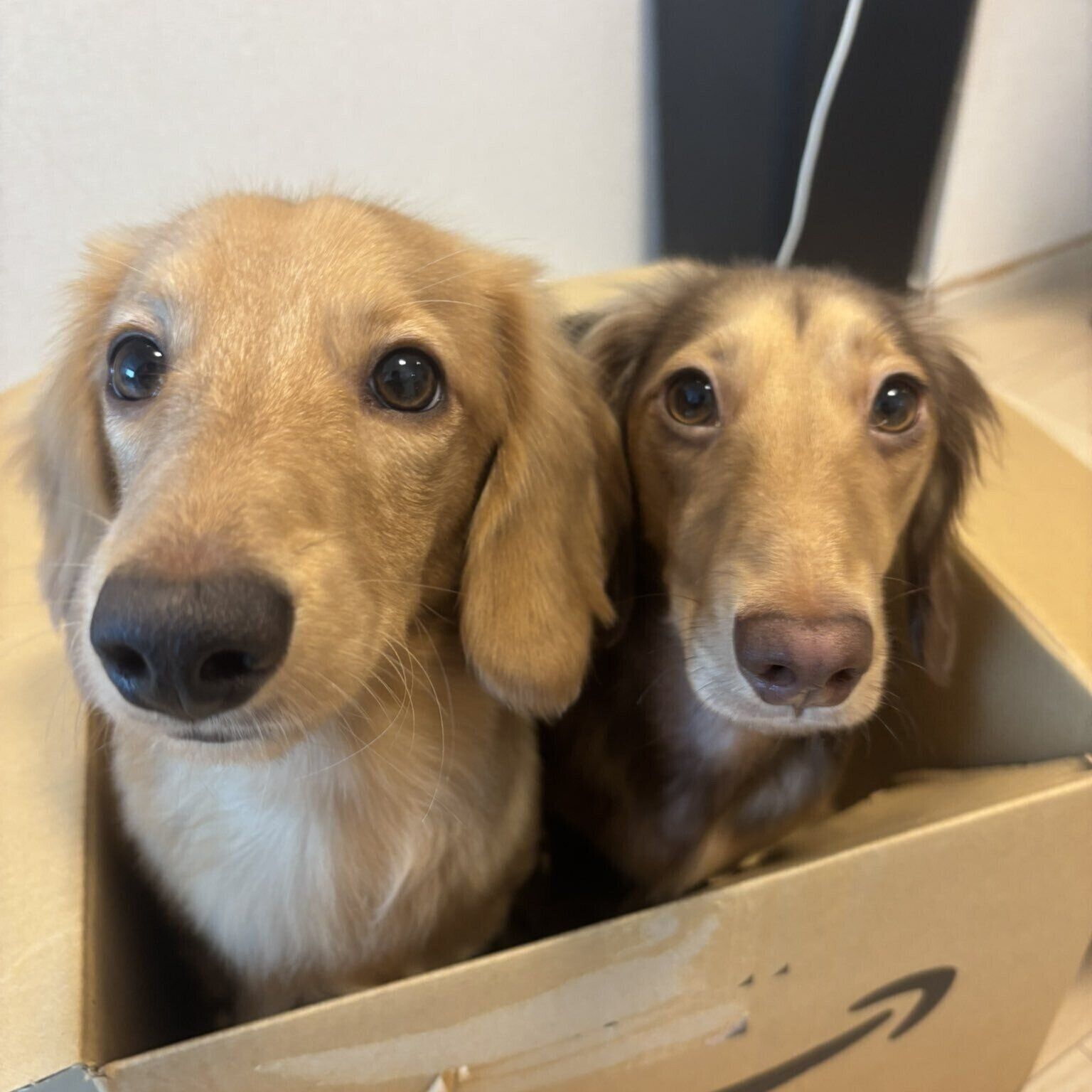 一緒に暮らす“お兄ちゃん犬”のティノくん（写真右）と一緒に