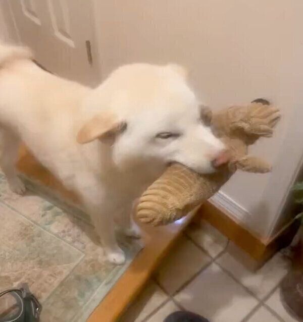 帰宅した飼い主さんを出迎える福助くん