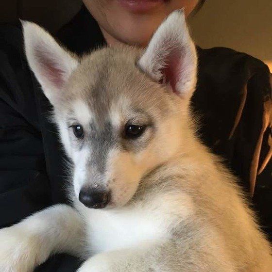 抱っこされるシベリアン・ハスキー