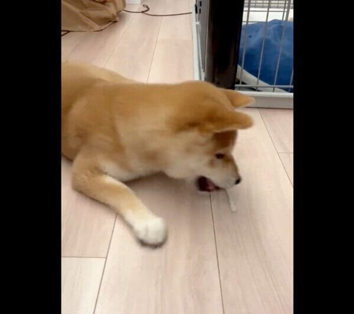 初めて見る 歯磨きガム が目の前に 危険性がないか確認する柴犬の行動が可愛すぎる いぬのきもちweb Magazine 初めて見る 歯磨きガム が目の前に 危険性がないか確認する柴犬の行動が可愛すぎる いぬのきもちweb Magazine