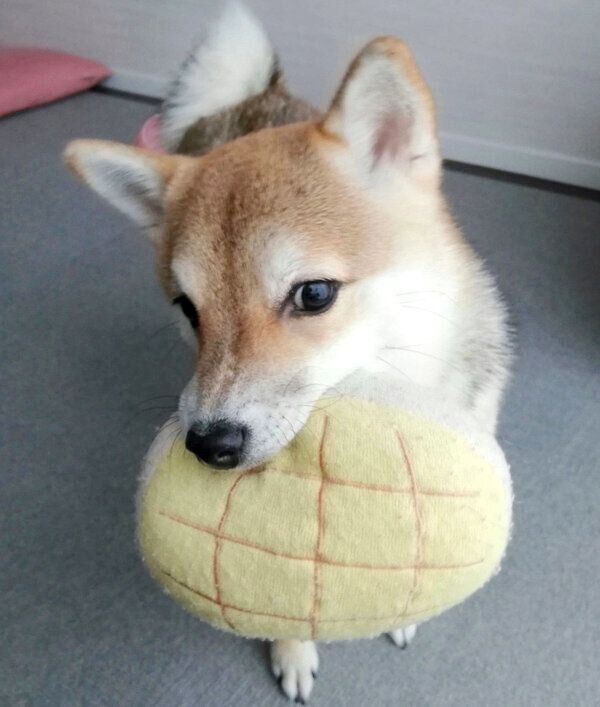 おもちゃを咥えることねちゃん