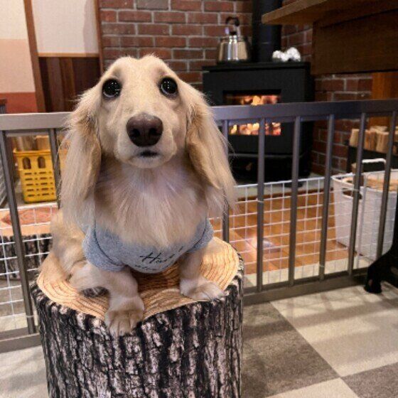 愛犬と過ごす冬の室温、暑過ぎていない？ 寒い時季に暖房を使用する際の注意点 いぬのきもち