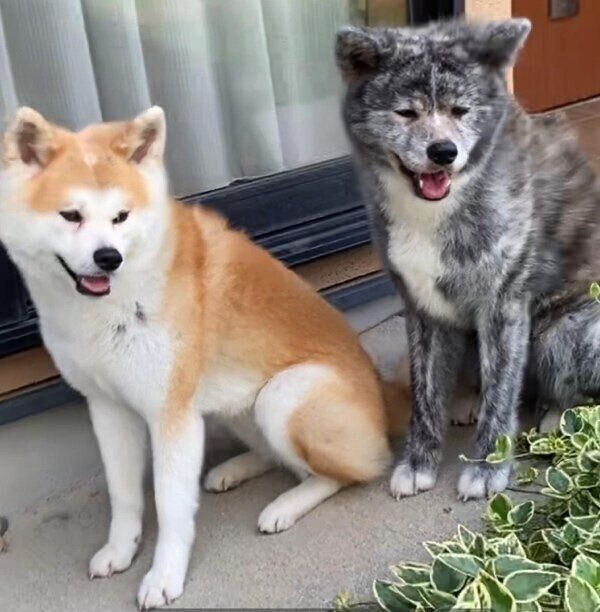 同じポーズになるぱたこちゃんとこむぎちゃん