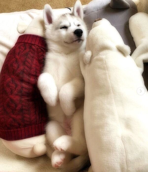 眠るふたばちゃん