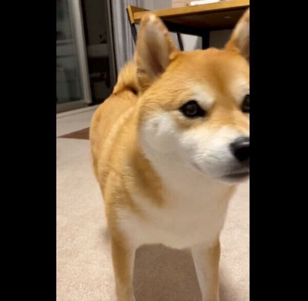 ピィピィ と鳴きながら近づいてくる犬 なでようとすると これぞ柴犬 な態度を見せた いぬのきもちweb Magazine