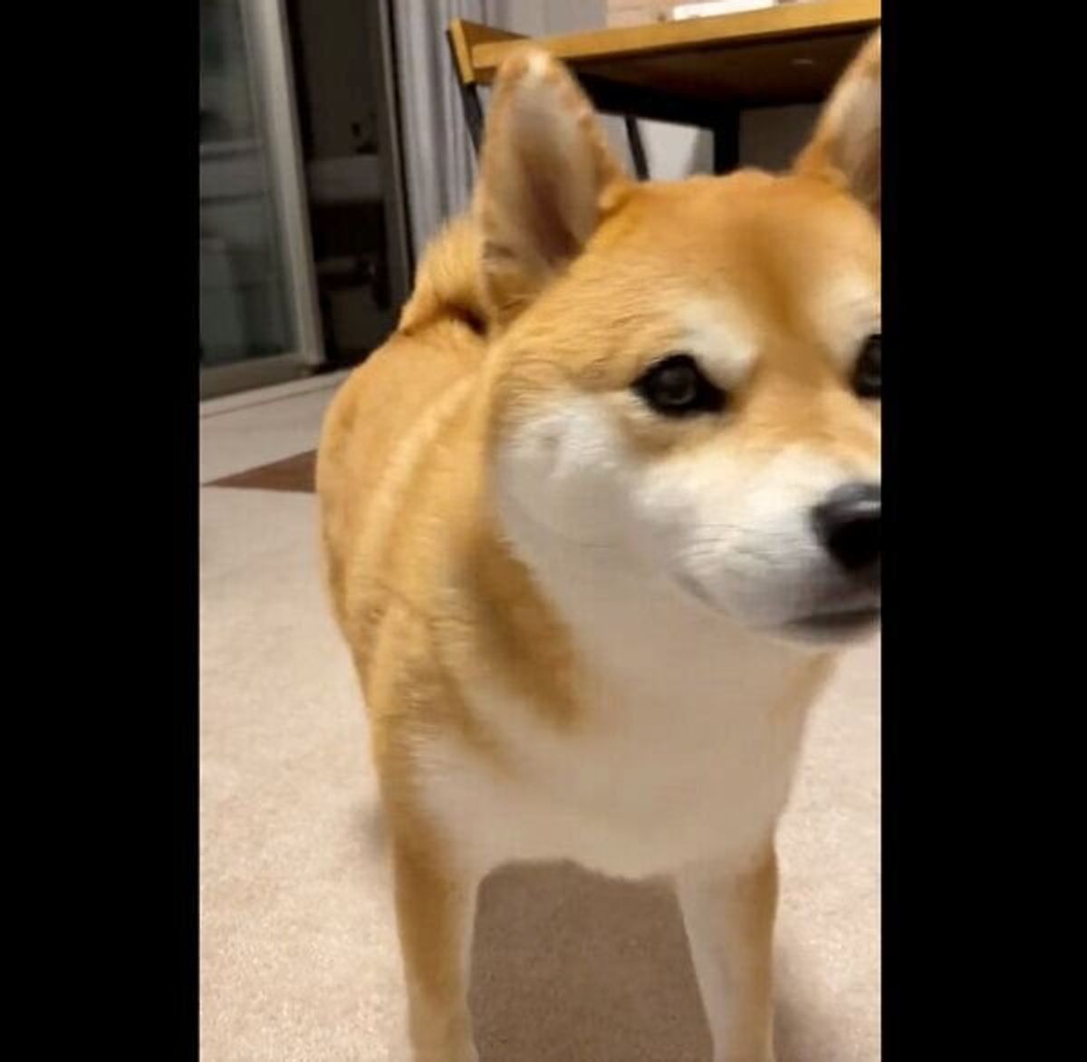 ピィピィ と鳴きながら近づいてくる犬 なでようとすると これぞ柴犬 な態度を見せた いぬのきもちweb Magazine ピィピィ と鳴きながら近づいてくる犬 なでようとすると これぞ柴犬 な態度を見せた いぬのきもちweb Magazine