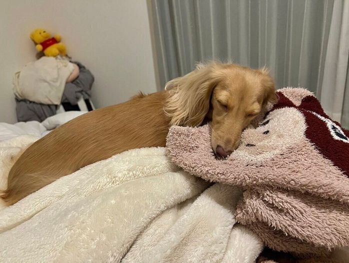 飼い主さんのパジャマを枕にして眠るちゃちゃちゃん