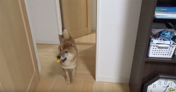 かくれんぼで遊ぶ柴犬