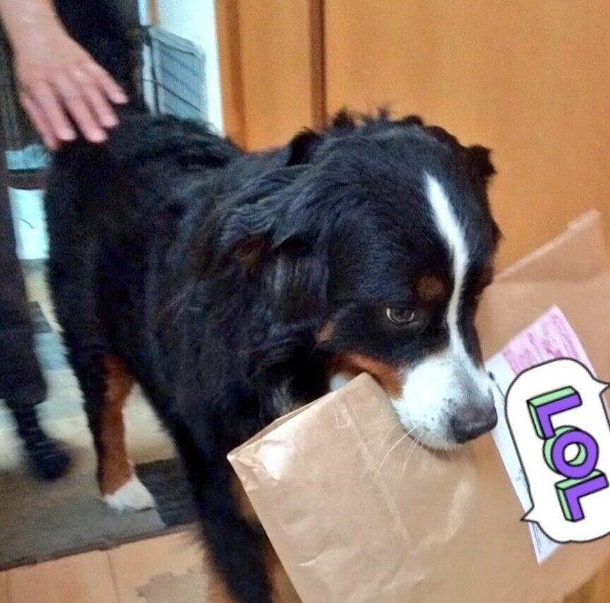 届いた荷物をくわえるココアくん