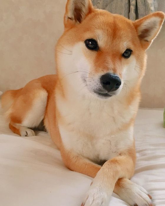 お行儀のよい柴犬