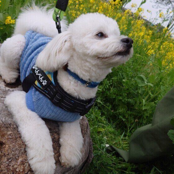 Mix（小型犬）のぺんぺんくん♪