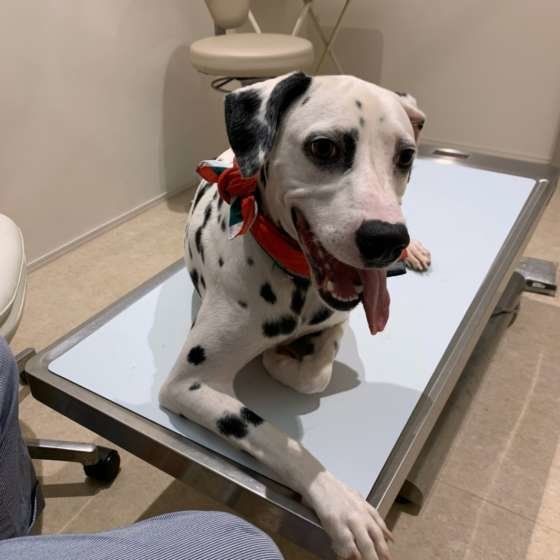 診察台の上でお利口なわんこ