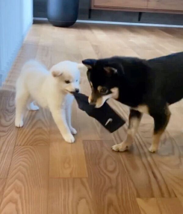 靴下を取り合う雪丸くん、小春ちゃん