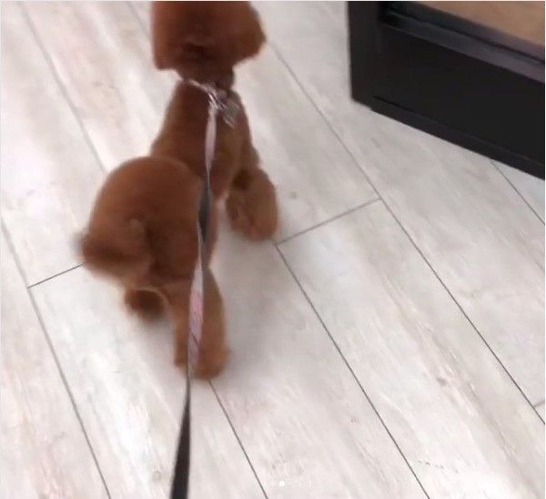 トイ・プードル