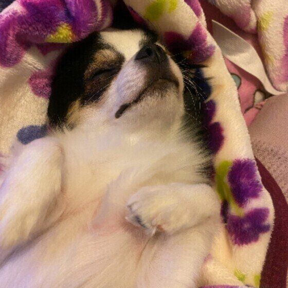 チワワの希海くん