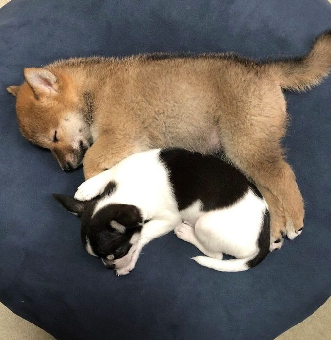 生後3カ月のあずきちゃん、いくらちゃん