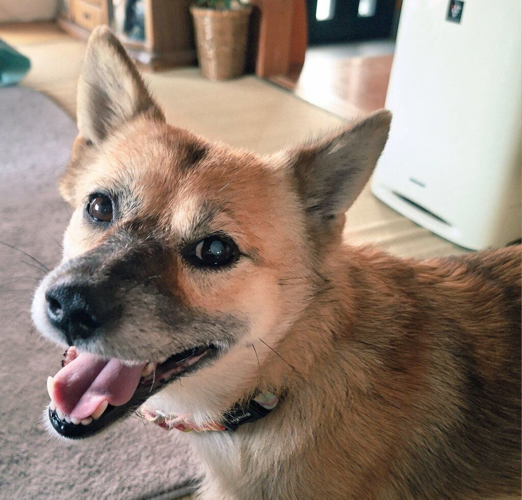 笑顔が可愛いらんちゃん。