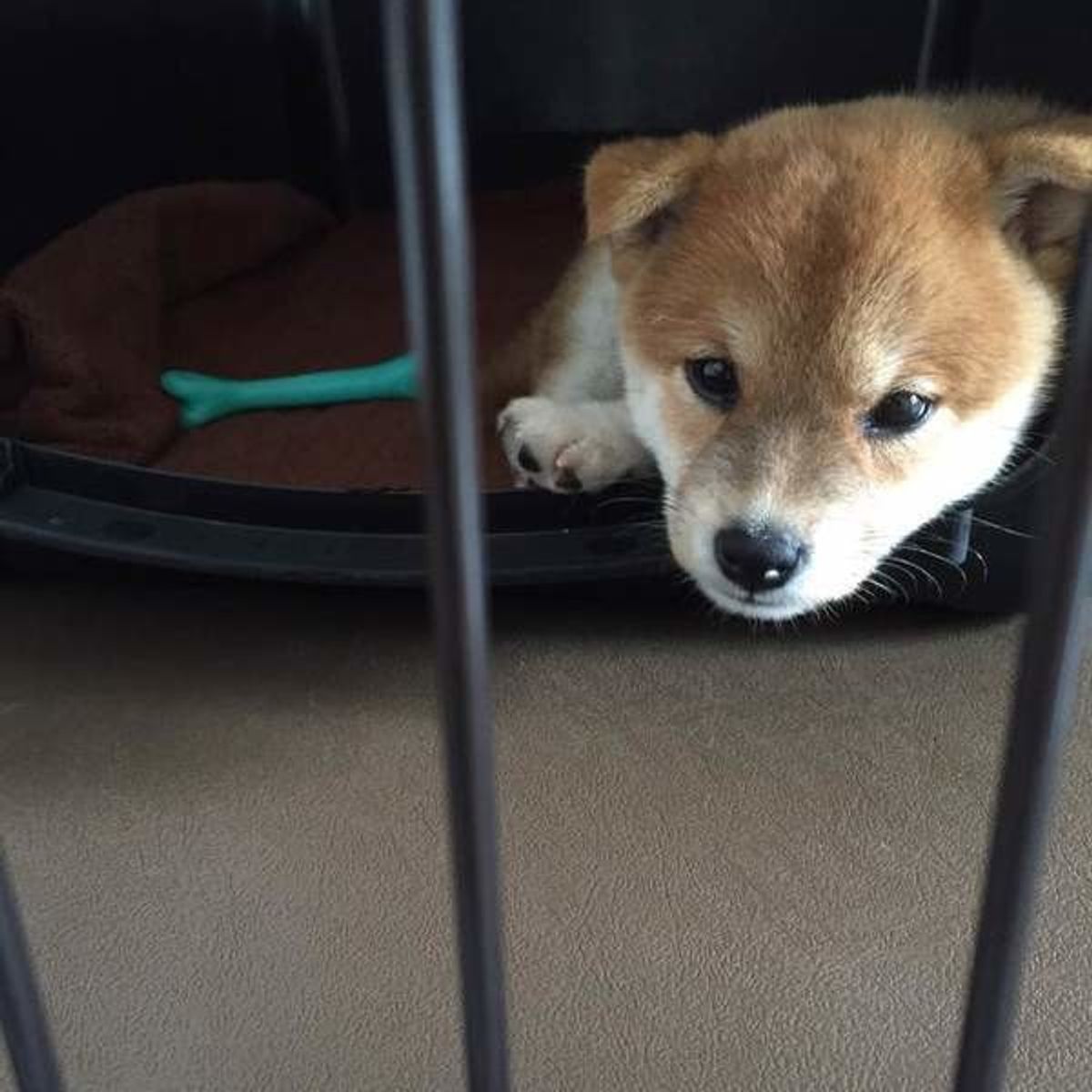 柴犬の大きさや理想体重とは ダイエット法やサークルの選び方も解説 いぬのきもちweb Magazine 柴犬の大きさや理想体重とは ダイエット法やサークルの選び方も解説 いぬのきもちweb Magazine