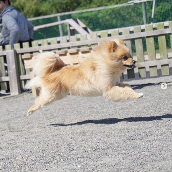 飛行犬