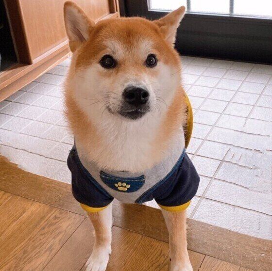 犬と暮らす家で気にかけたいお掃除のポイント いぬのきもち