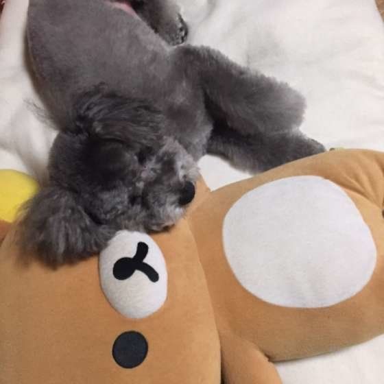 ぬいぐるみを枕にするMix犬