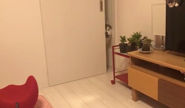 顔を出すシベリアン・ハスキー