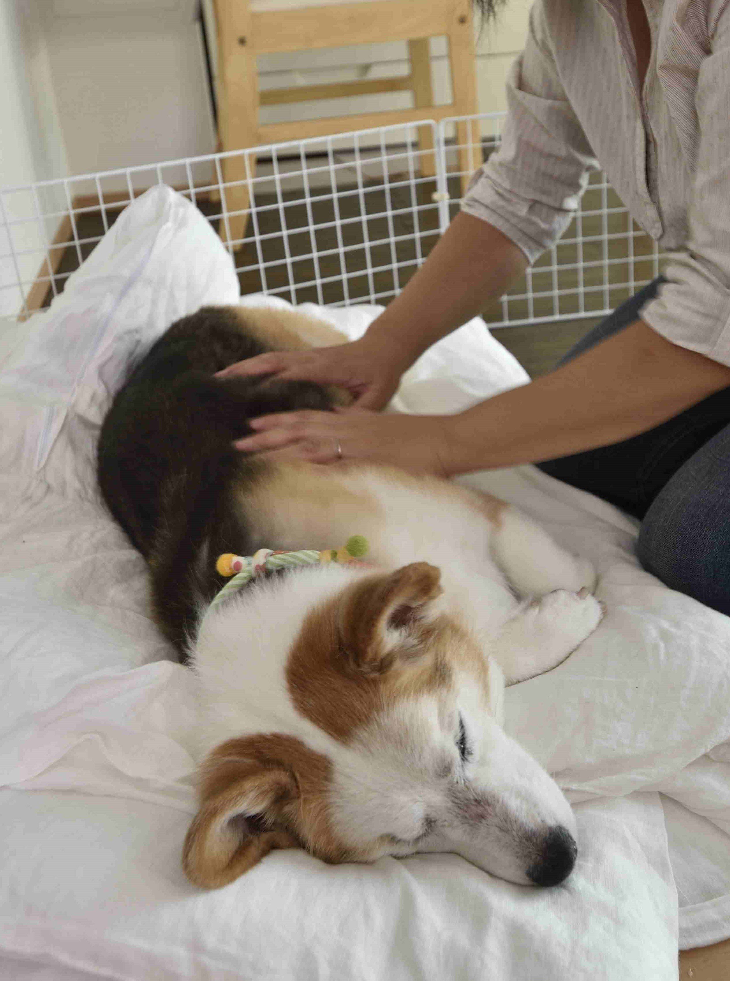 寝ている時間が増えたため、体がこわばらないよう、なでるようなマッサージと、ストレッチも。リラックスしたほうが健康状態もわかりやすいそう。