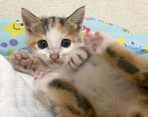 くつろぐものこちゃん