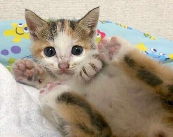 くつろぐものこちゃん