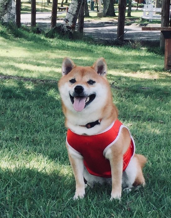 たぬき顔の柴犬