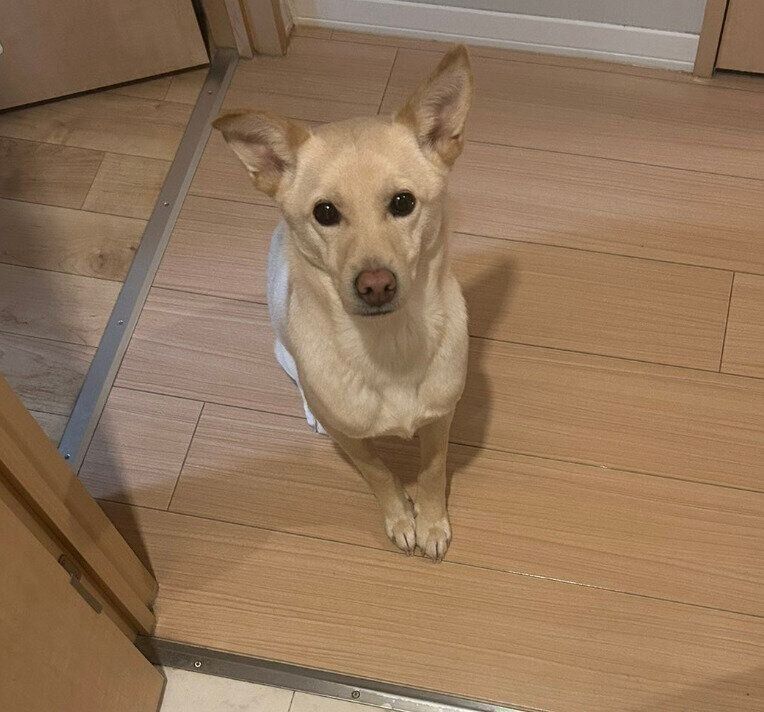 飼い主さんを見つめるみらいくん