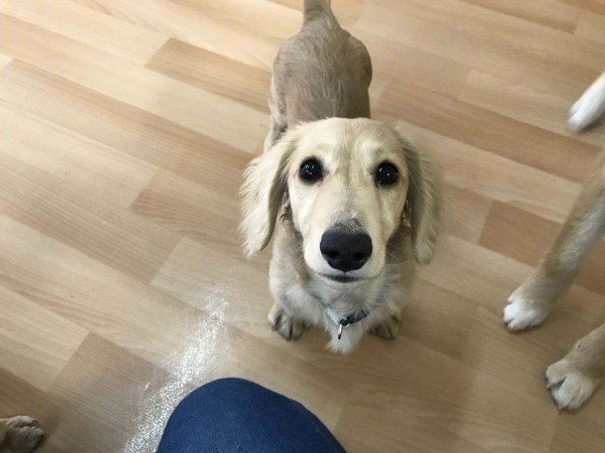 獣医師監修 犬の 誤飲 の対処法とは 最悪の場合は開腹手術や死に至ることも いぬのきもちweb Magazine 獣医師監修 犬の 誤飲 の対処法とは 最悪の場合は開腹手術や死に至ることも いぬのきもちweb Magazine