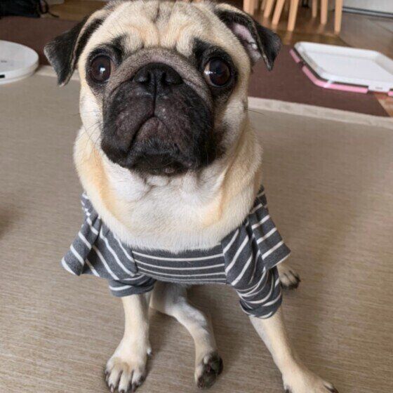 お座りするパグ