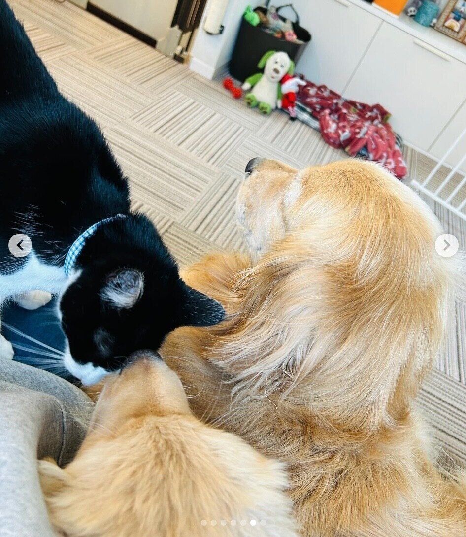 集まるコメちゃん、イクラちゃん、ウメちゃん