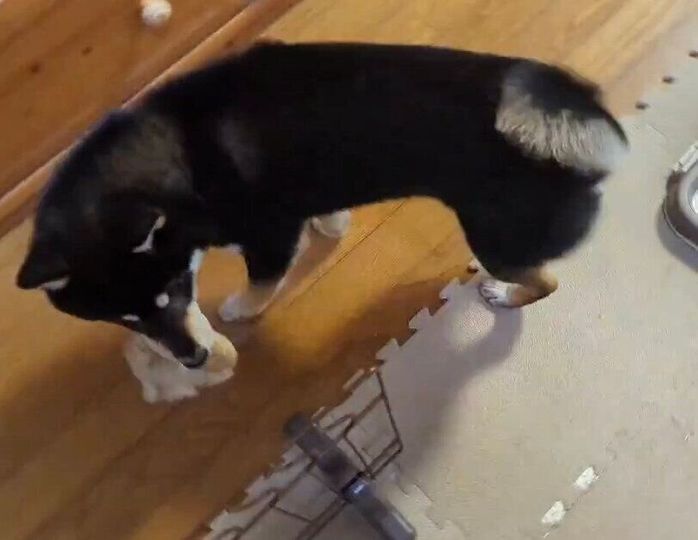 「おかえり〜!」と飼い主さんの周りをウロウロしているだてまきくん