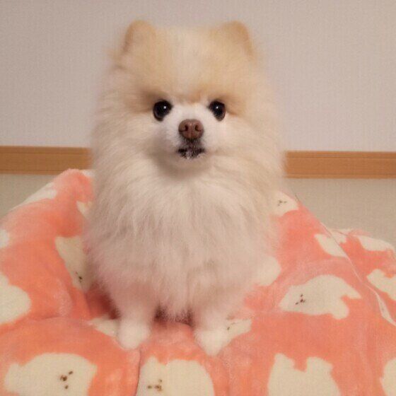 トリミング後のポメラニアン