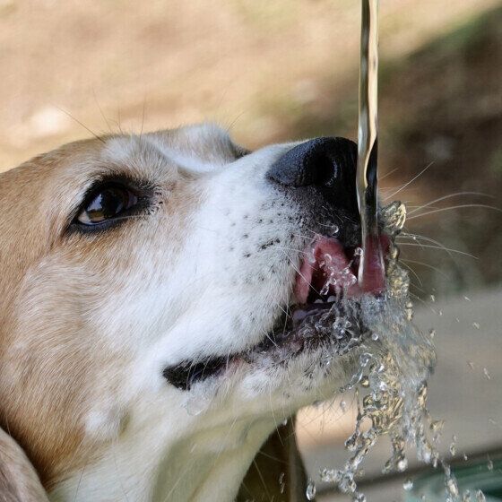 水分補給中のメイちゃん