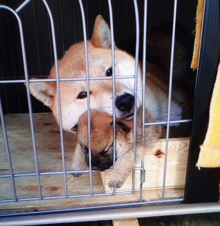 お母さん＆福ちゃん