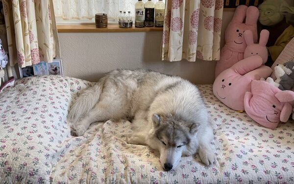 ベッドの真ん中で眠るレイくん