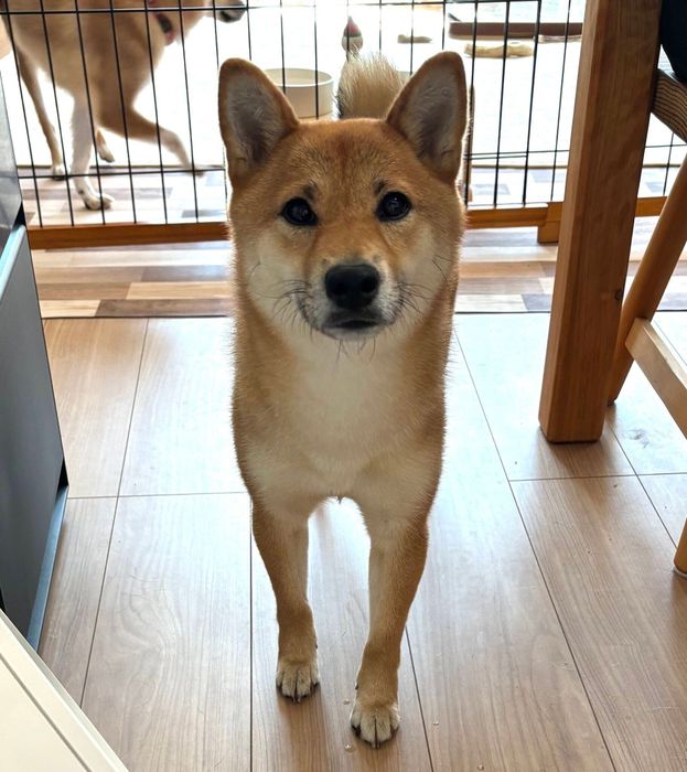 見つめるまろちゃん