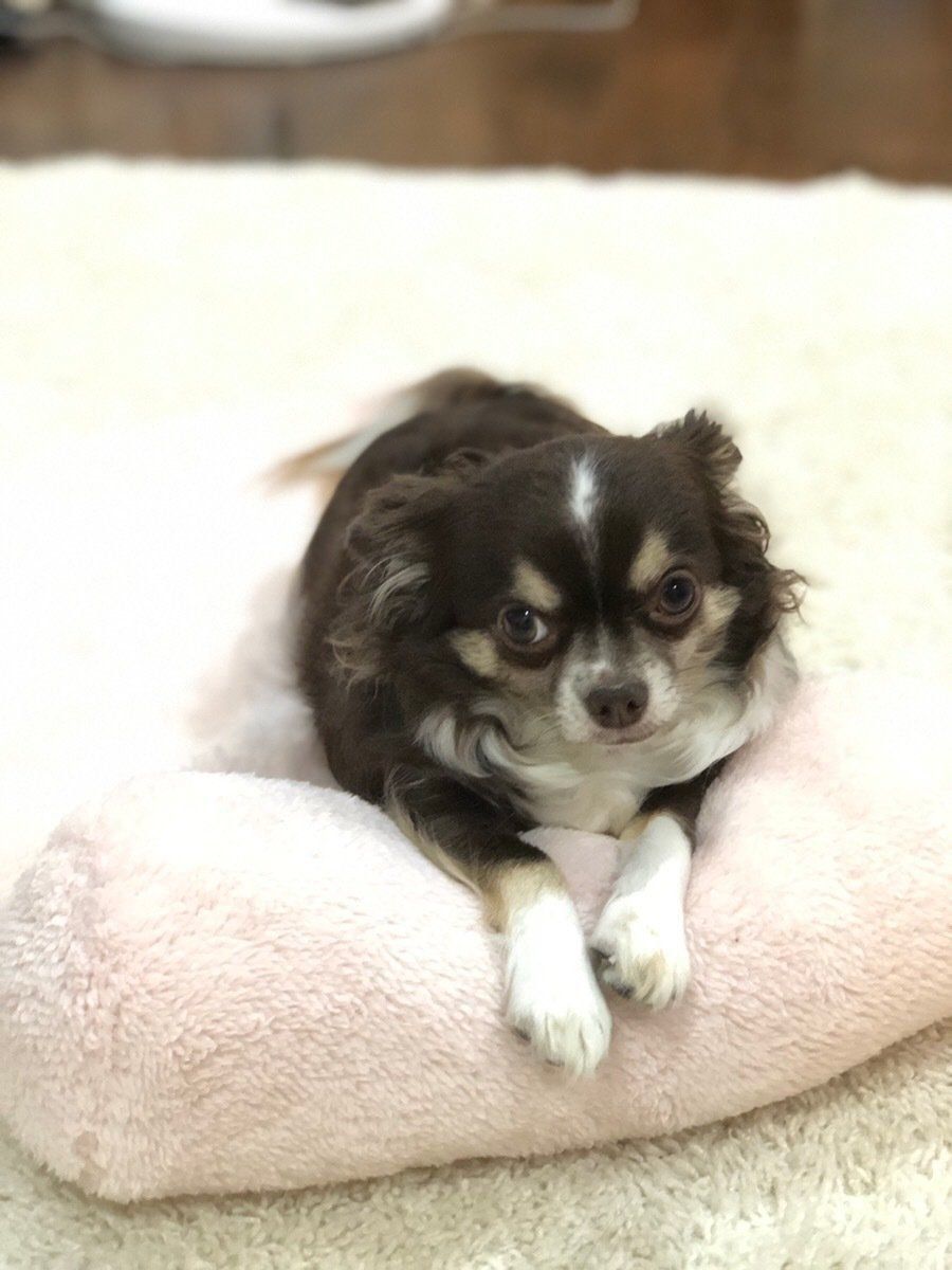 ドヤ顔のチワワ