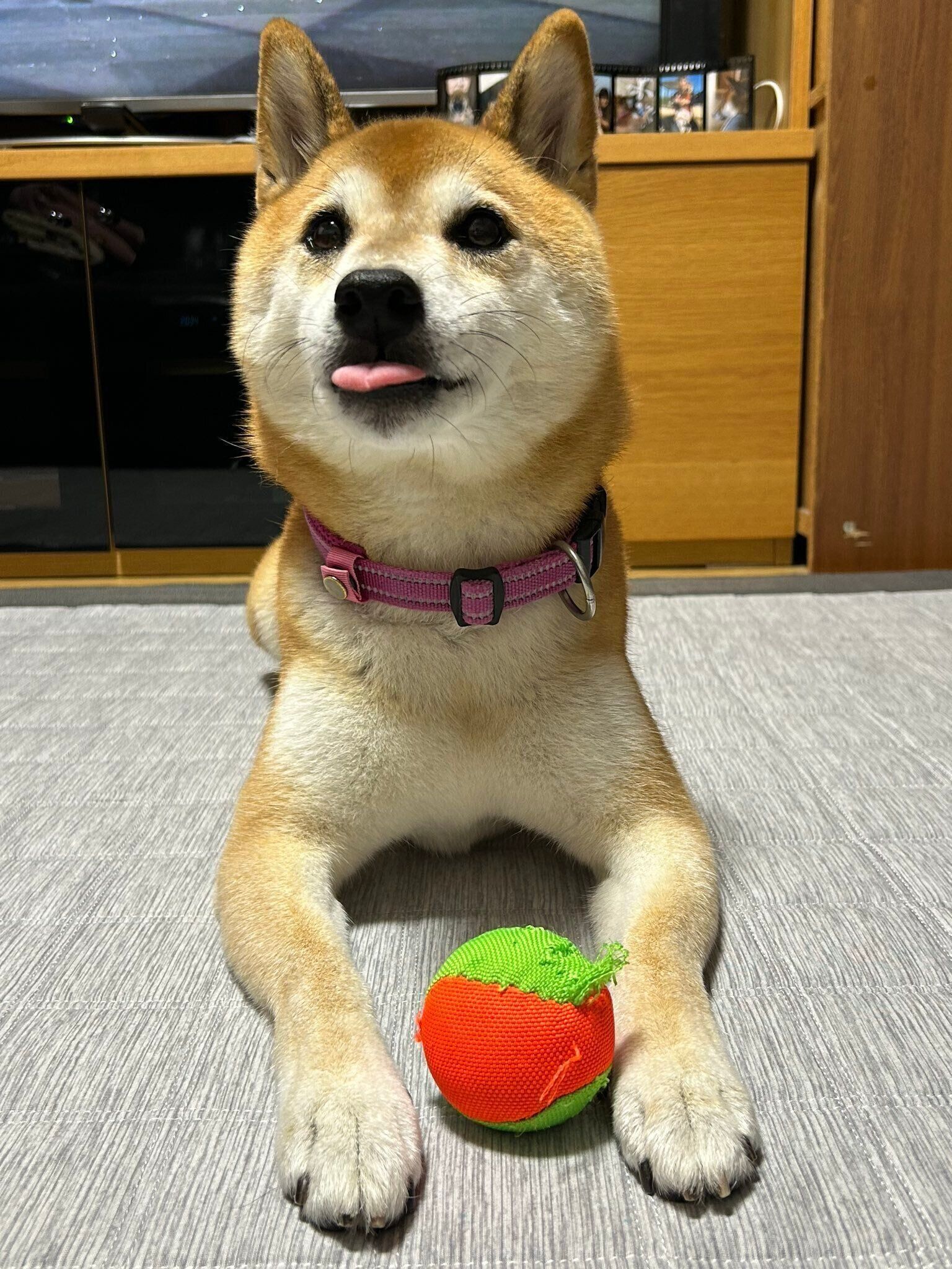 ボールで遊ぶ柴犬