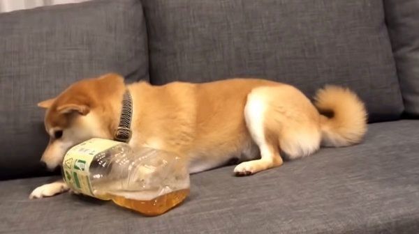 あざといテクニックを披露する柴犬