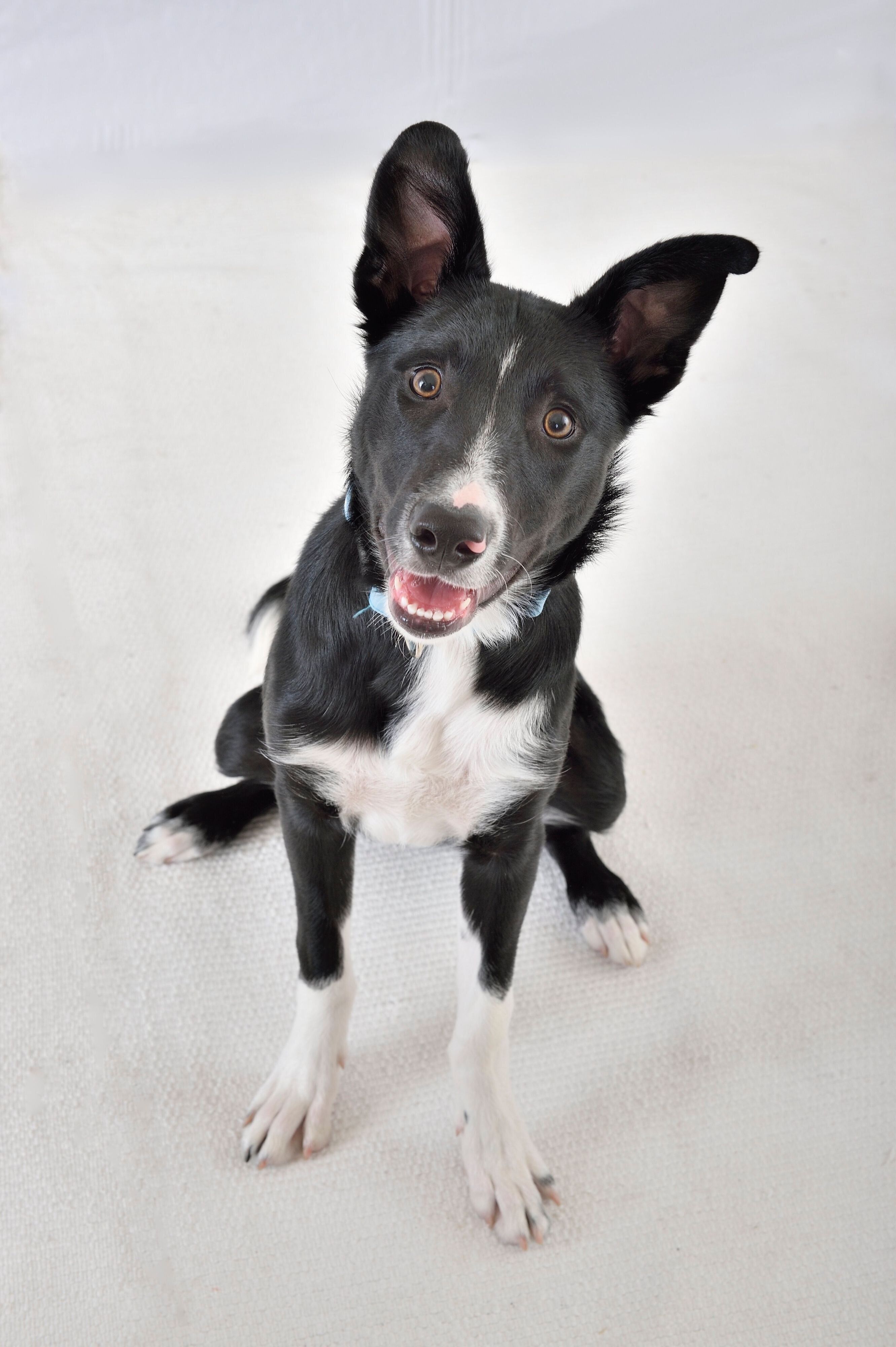 画像はボーダー・コリー