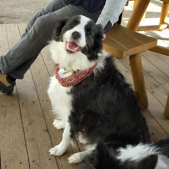 「ブーン」と飛んでくる虫が大嫌い！ 蚊やハエの羽音が気になる犬への対応は？  いぬのきもち