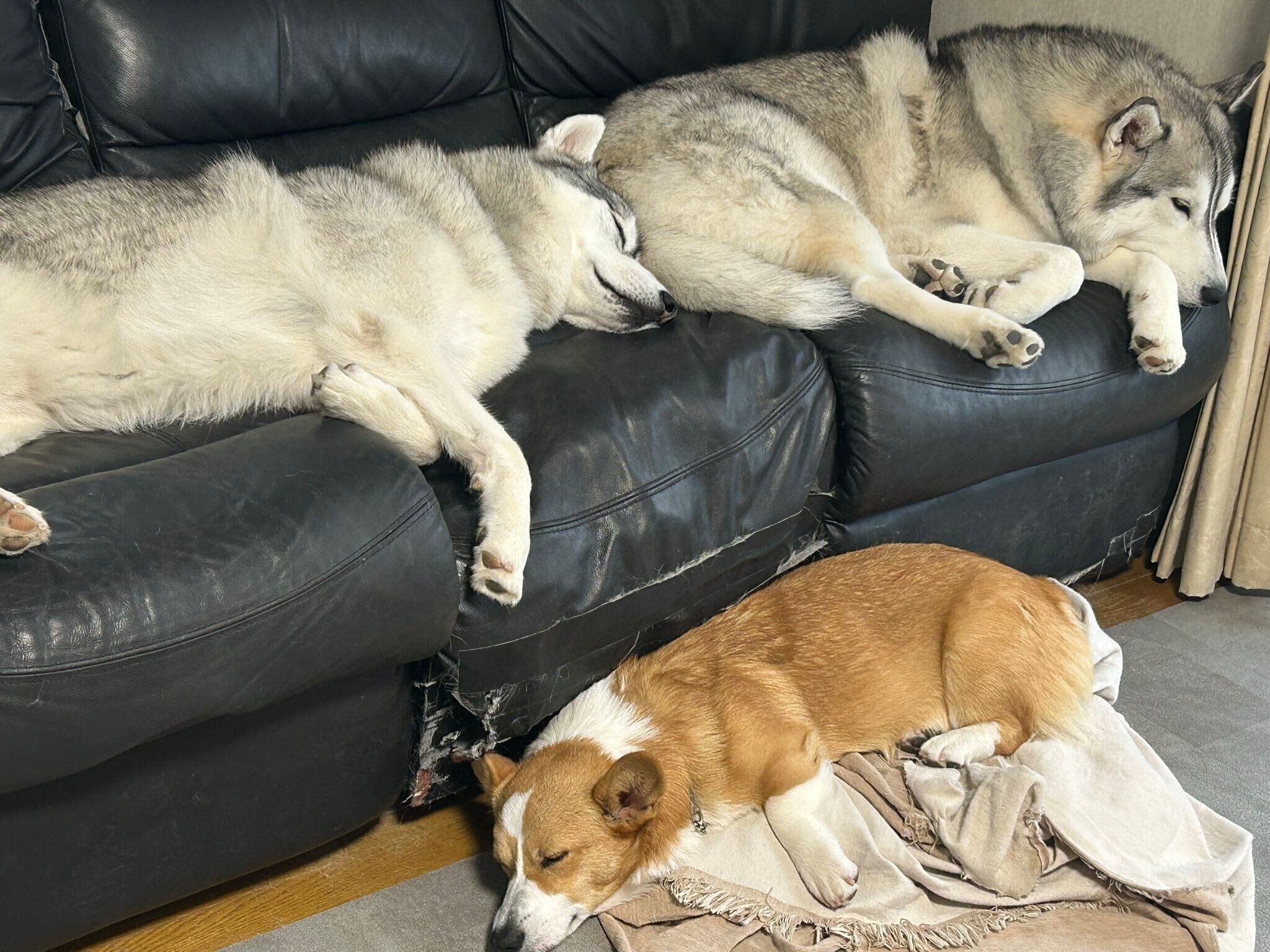 まったりする3頭